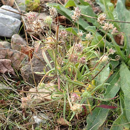 Plantago arenaria \ Sand-Wegerich / Branched Plantain, D Karlsruhe 3.10.2015