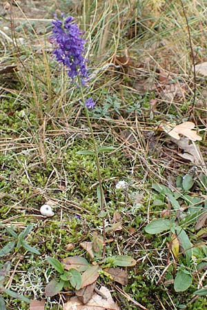 Veronica spicata / Spiked Speedwell, D Schwetzingen 7.11.2015