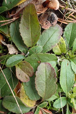 Veronica spicata / Spiked Speedwell, D Schwetzingen 7.11.2015