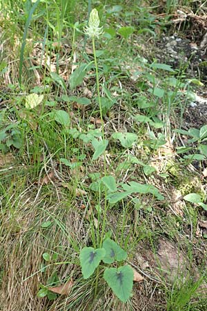 Phyteuma spicatum \ Weie Teufelskralle, hrige Teufelskralle / Spiked Rampion, D Pfronten 28.6.2016