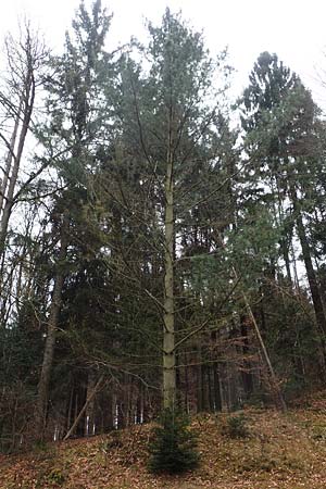 Pinus strobus \ Weymouths-Kiefer, Wei-Kiefer / Eastern White Pine, D Odenwald, Beerfelden 18.2.2017