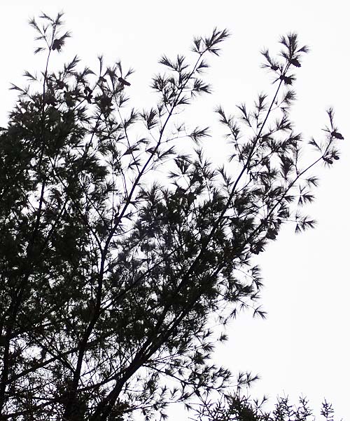 Pinus strobus \ Weymouths-Kiefer, Wei-Kiefer, D Odenwald, Beerfelden 18.2.2017