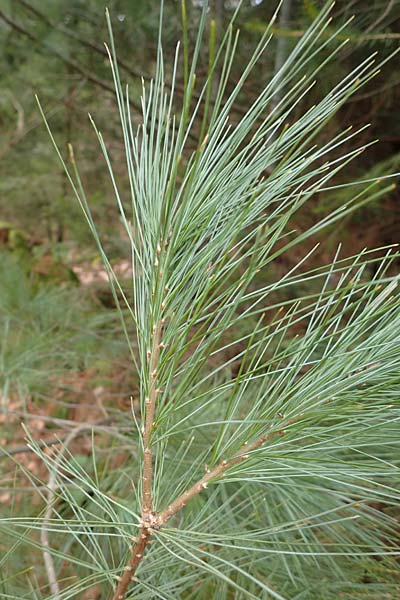 Pinus strobus \ Weymouths-Kiefer, Wei-Kiefer, D Odenwald, Beerfelden 18.2.2017