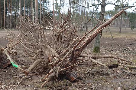 Pinus sylvestris \ Wald-Kiefer, D Schwetzingen 5.3.2017