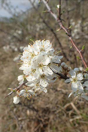 Prunus spinosa \ Schlehe, Schwarzdorn, D Neuleiningen 1.4.2017