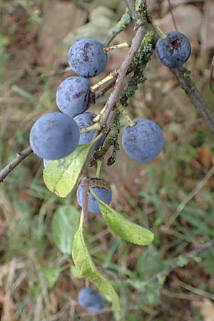 Prunus spinosa \ Schlehe, Schwarzdorn / Sloe, Blackthorn, D Karlsruhe 27.7.2017