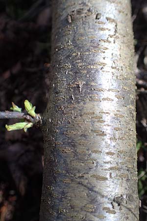 Prunus serotina \ Spte Traubenkirsche / Rum Drupes, D Viernheim 11.4.2018