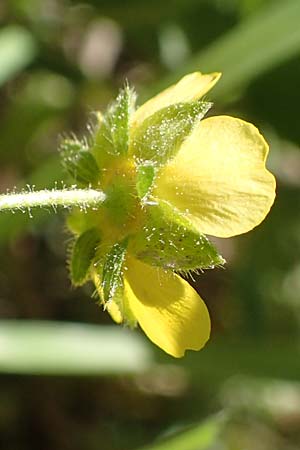 Potentilla subarenaria \ Falsches Sand-Fingerkraut, D Kraichtal-Oberöwisheim 30.4.2018