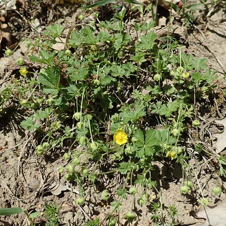 Potentilla subarenaria \ Falsches Sand-Fingerkraut / Spring Cinquefoil, D Kraichtal-Oberöwisheim 30.4.2018