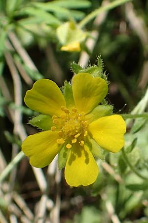 Potentilla subarenaria \ Falsches Sand-Fingerkraut / Spring Cinquefoil, D Kraichtal-Oberöwisheim 30.4.2018