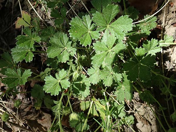 Potentilla subarenaria \ Falsches Sand-Fingerkraut / Spring Cinquefoil, D Kraichtal-Oberöwisheim 30.4.2018