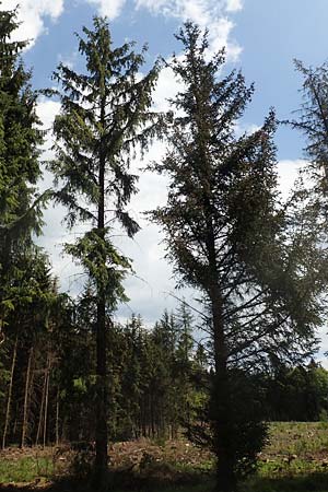 Picea sitchensis \ Sitka-Fichte / Sitka Spruce, D Breitscheid 9.5.2018