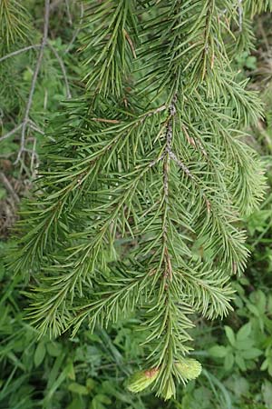 Picea sitchensis / Sitka Spruce, D Breitscheid 9.5.2018