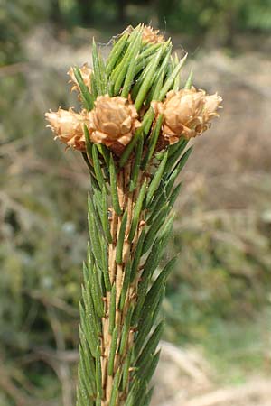 Picea sitchensis \ Sitka-Fichte / Sitka Spruce, D Breitscheid 9.5.2018