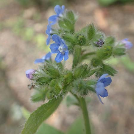 Pentaglottis sempervirens \ Ausdauernde Ochsenzunge, Spanische Ochsenzunge / Green Alkanet, Evergreen Bugloss, D Krefeld-Hüls 23.5.2018