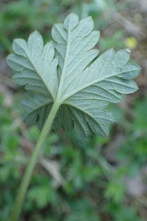 Potentilla schultzii \ Schultz' Hgel-Fingerkraut, D Theisbergstegen 30.5.2018