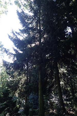 Picea omorika \ Serbische Fichte, Omorika-Fichte, D Bonn 9.7.2018