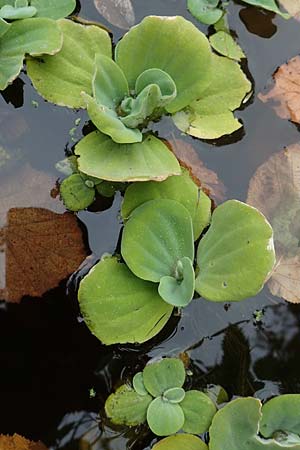 Pistia stratiotes, Water Cabbage