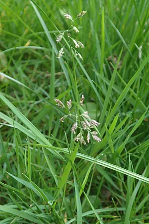 Poa supina \ Niedriges Rispengras, Lger-Rispengras / Supina Blue Grass, D Aachen 24.4.2019