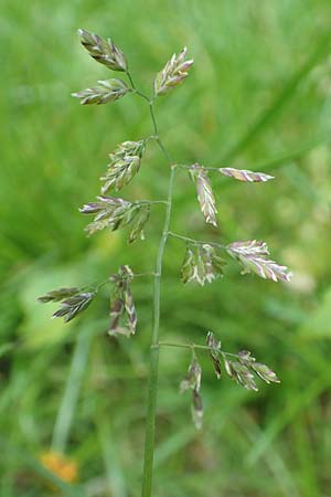 Poa supina \ Niedriges Rispengras, Lger-Rispengras / Supina Blue Grass, D Aachen 24.4.2019