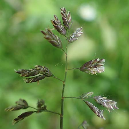 Poa supina \ Niedriges Rispengras, Lger-Rispengras / Supina Blue Grass, D Aachen 24.4.2019