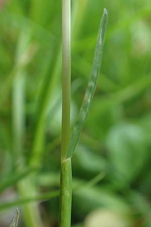 Poa supina \ Niedriges Rispengras, Lger-Rispengras / Supina Blue Grass, D Aachen 24.4.2019