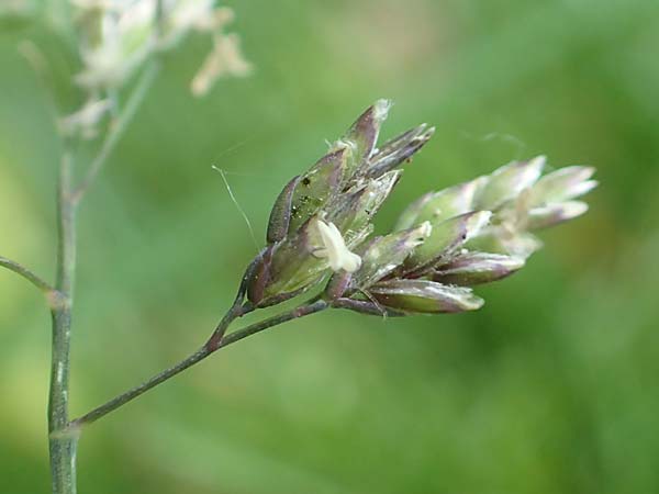 Poa supina \ Niedriges Rispengras, Lger-Rispengras / Supina Blue Grass, D Aachen 24.4.2019