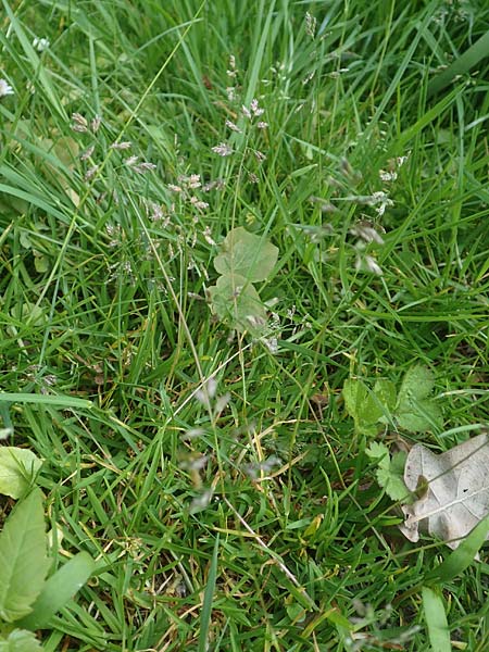 Poa supina / Supina Blue Grass, D Aachen 24.4.2019