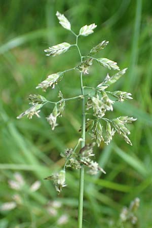 Poa supina / Supina Blue Grass, D Aachen 24.4.2019