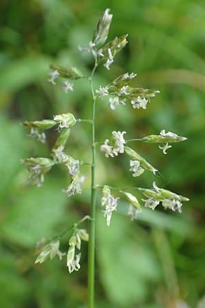 Poa supina \ Niedriges Rispengras, Lger-Rispengras, D Aachen 24.4.2019