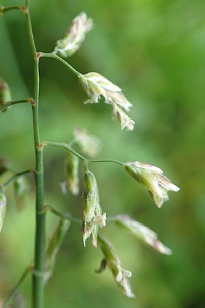 Poa supina \ Niedriges Rispengras, Lger-Rispengras / Supina Blue Grass, D Aachen 24.4.2019