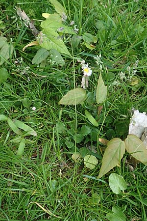 Poa supina \ Niedriges Rispengras, Lger-Rispengras / Supina Blue Grass, D Aachen 24.4.2019