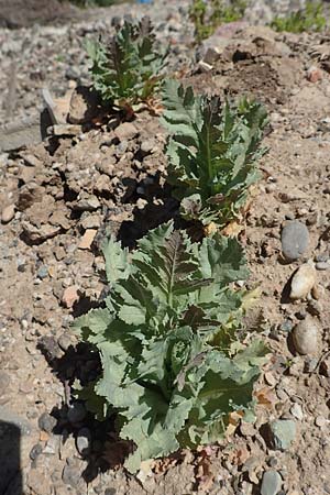 Papaver somniferum / Opium Poppy, D Mannheim 27.4.2020