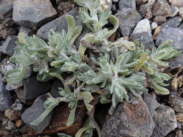 Helichrysum luteoalbum \ Gelbweißes Schein-Strohblume / Jersey Everlasting Daisy, D Dorsten 20.6.2022