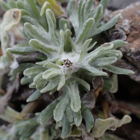 Helichrysum luteoalbum \ Gelbweies Schein-Strohblume / Jersey Everlasting Daisy, D Dorsten 20.6.2022