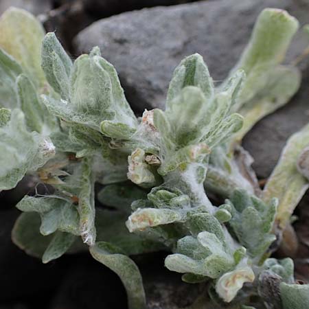 Helichrysum luteoalbum \ Gelbweies Schein-Strohblume / Jersey Everlasting Daisy, D Dorsten 20.6.2022