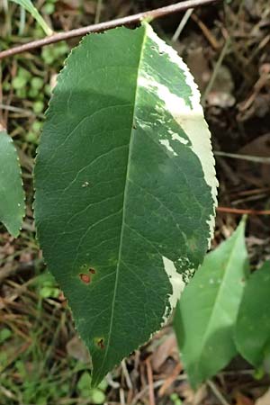 Prunus serotina \ Spte Traubenkirsche / Rum Drupes, D Viernheim 13.8.2023