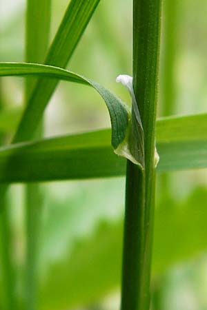 Poa trivialis \ Gewhnliches Rispengras / Rough Blue Grass, D Östringen-Eichelberg 30.4.2015