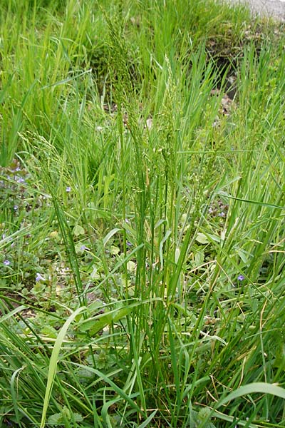 Poa trivialis / Rough Blue Grass, D Östringen-Eichelberg 30.4.2015