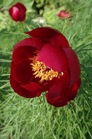 Paeonia tenuifolia \ Netzblatt-Pfingstrose, Dill-Pfingstrose / Fernleaf Peony, D Botan. Gar.  Universit.  Heidelberg 21.4.2016