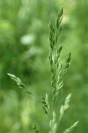 Poa trivialis / Rough Blue Grass, D Ober-Ramstadt 26.5.2017