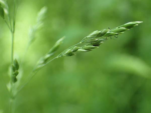 Poa trivialis \ Gewhnliches Rispengras / Rough Blue Grass, D Ober-Ramstadt 26.5.2017