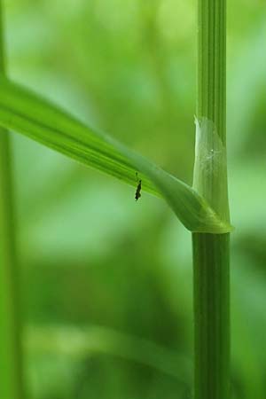 Poa trivialis \ Gewhnliches Rispengras / Rough Blue Grass, D Ober-Ramstadt 26.5.2017