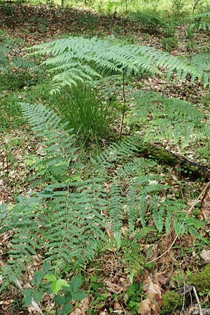 Pteridium aquilinum \ Adlerfarn, D Bad Orb 20.6.2020