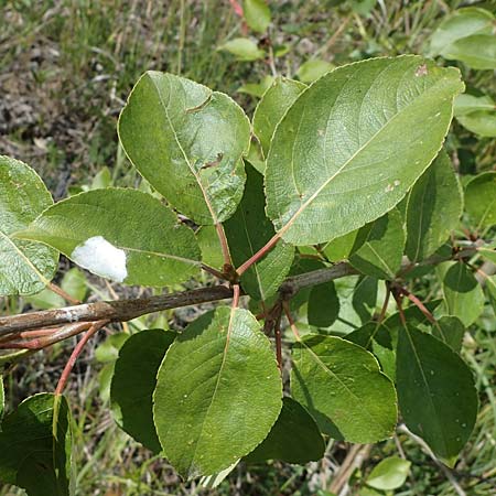 Populus balsamifera agg. \ Balsam-Pappel / Balsam Poplar, D Dorsten 20.6.2022