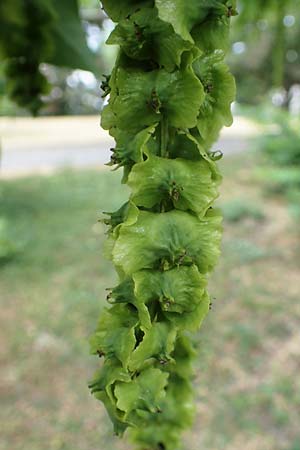 Pterocarya fraxinifolia \ Kaukasische Flgelnuss / Caucasian Wingnut, D Mannheim 29.6.2023