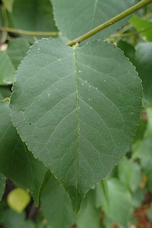 Populus trichocarpa \ Westliche Balsam-Pappel / Black Cottonwood, Western Balsam Poplar, D Frankfurt 30.6.2023