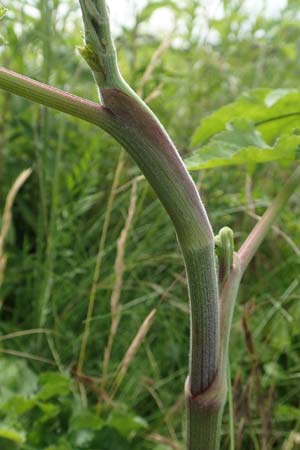 Pastinaca sativa subsp. urens \ Brennender Pastinak / Stinging Parsnip, D Dortmund 14.6.2018