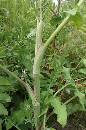 Pastinaca sativa subsp. urens \ Brennender Pastinak / Stinging Parsnip, D Dortmund 14.6.2018