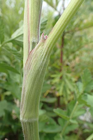 Pastinaca sativa subsp. urens \ Brennender Pastinak, D Dortmund 14.6.2018